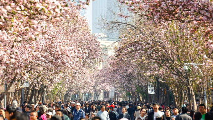“逛洋楼、赏海棠、品美食”天津五大道海棠花节邀你共赴春日之约