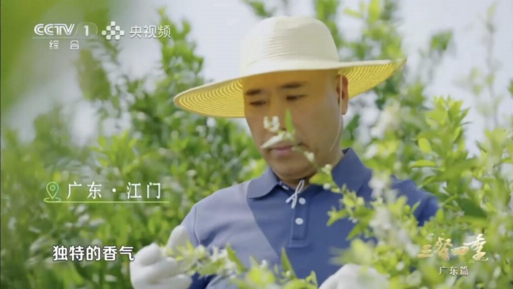 央视《三餐四季》取景昌源记新会柑种植基地，揭秘陈皮背后的故事