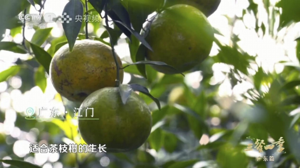 央视《三餐四季》取景昌源记新会柑种植基地，揭秘陈皮背后的故事