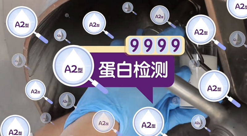 a2牛奶公司背后的实力，从a2牧场就开始的坚守