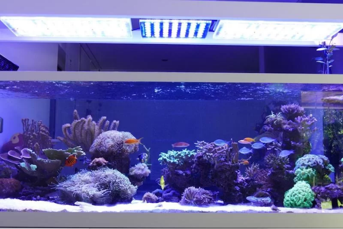 从同质化到差异化：宠智灵AI，为水族摄像头注入“最强大脑”