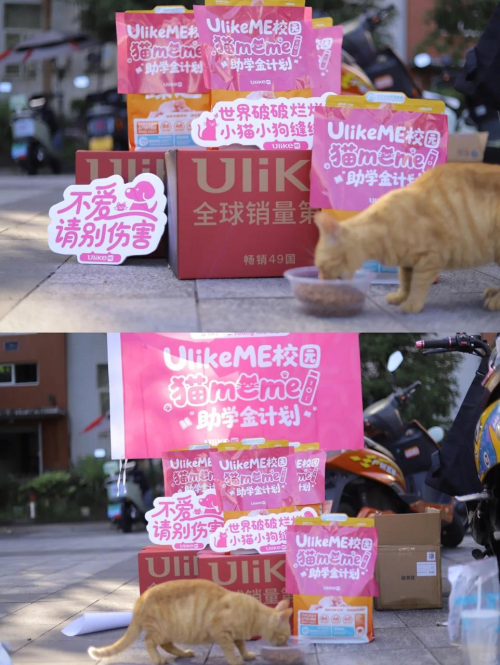 用科技传递温暖：UlikeME校园猫咪公益行动全记录