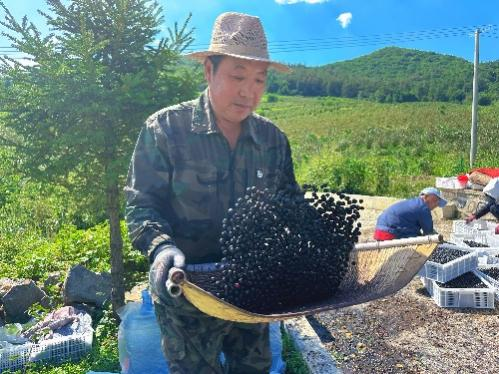万亩不老莓喜获丰收 辽宁岭秀山圣汇实业集团深耕不老莓产业