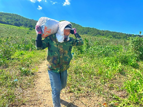 万亩不老莓喜获丰收 辽宁岭秀山圣汇实业集团深耕不老莓产业