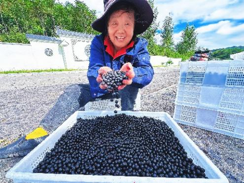 万亩不老莓喜获丰收 辽宁岭秀山圣汇实业集团深耕不老莓产业