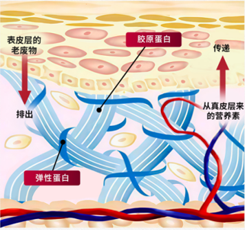 孕妈心愿：吃燕窝能让宝宝皮肤变白吗？选择小仙炖为孕期健康加分