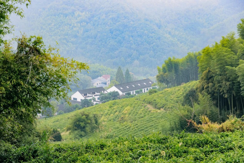 吉谷电器：掌握温度，掌握风味——莫干山的秋日品鉴记
