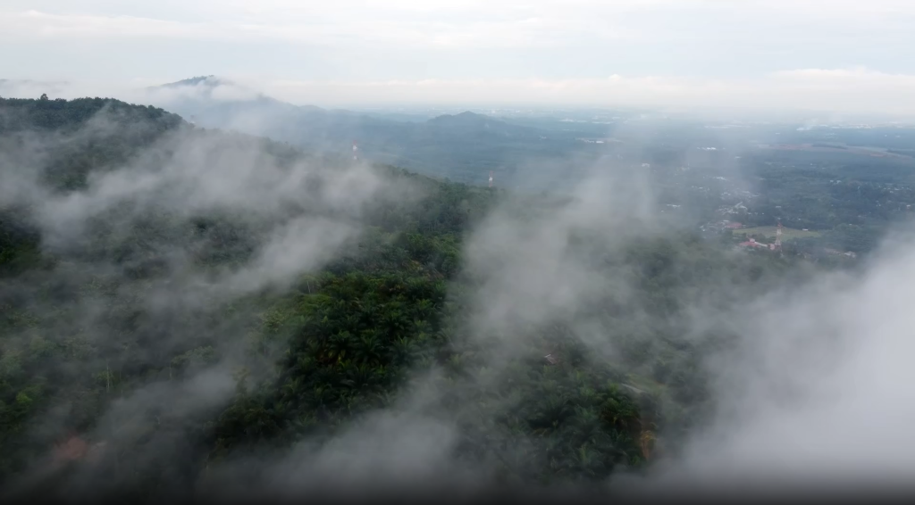 餐桌上的“天然维生素A库”？解锁红棕榈油的营养密码