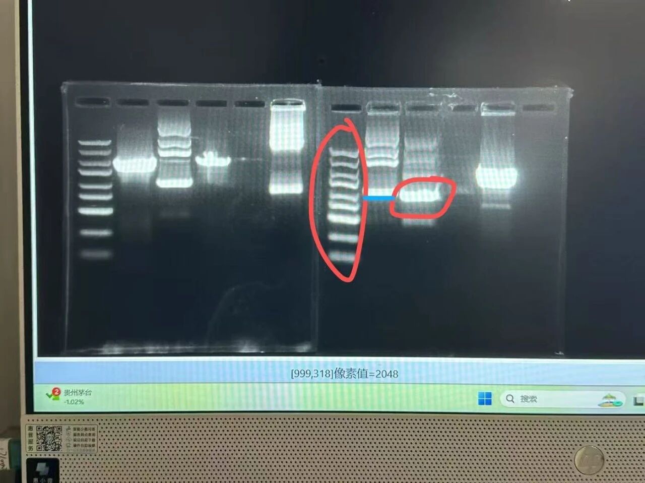 【再获顶级赛事全球金奖】宏文学校青岛校区Diana孙煜阳畅聊“双城科研”趣事