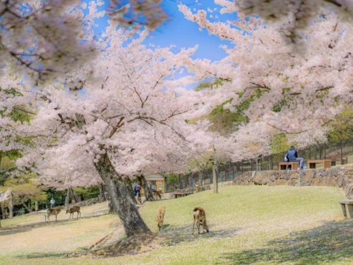 东方心语解锁孩子内心的九把钥匙：当家庭成为最温暖的心灵港湾